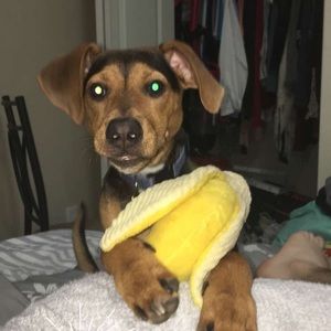 Meet your Posher, Calum